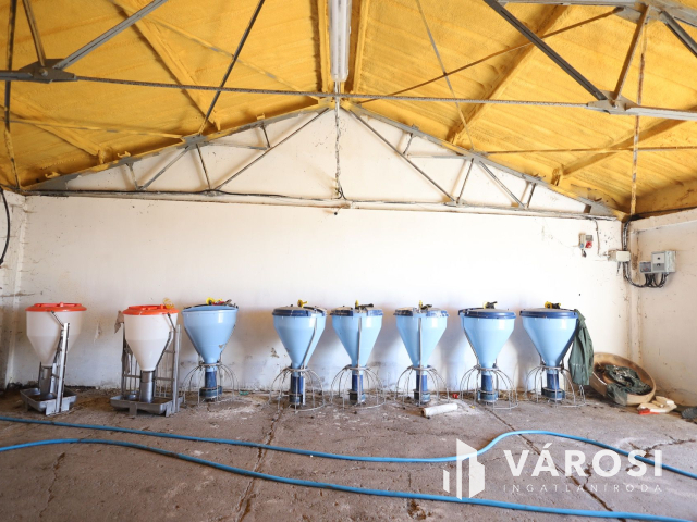 Eladó sertéstelep Szeghalom határában 11 ha területen